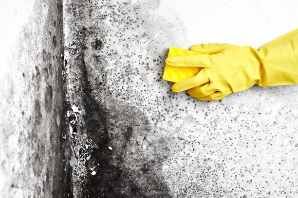 Best Insurance-Related Mold Remediation in Two Rivers, WI