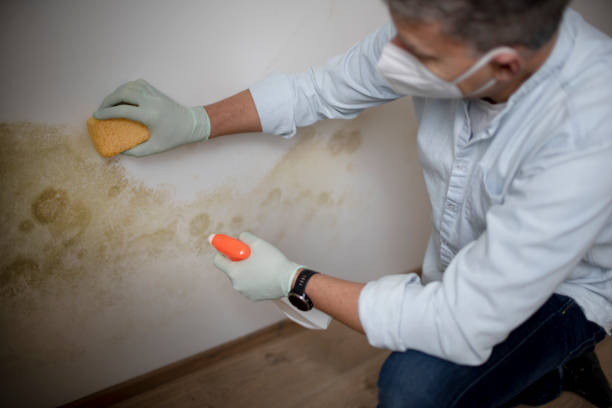 Best Kitchen Mold Remediation in Two Rivers, WI