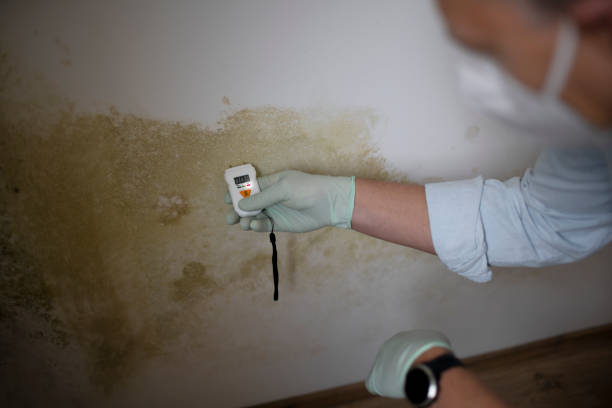 Best Localized Mold Remediation (e.g., coastal areas, humid climates) in Two Rivers, WI