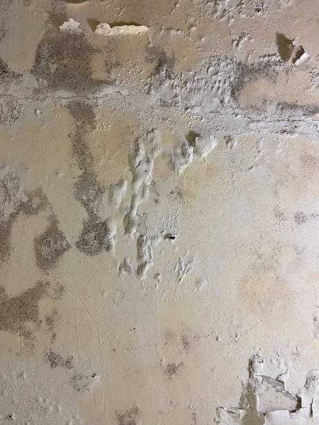 Best Post-Flood Mold Remediation in Two Rivers, WI