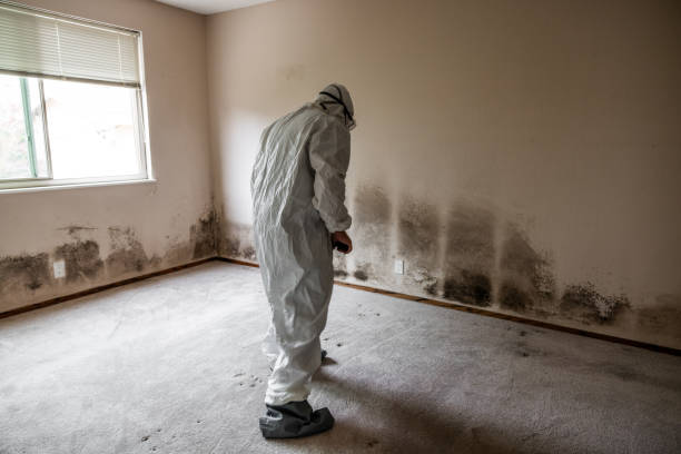 Best DIY Mold Remediation Support Services in Two Rivers, WI