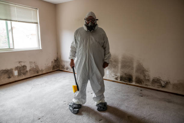 Best Attic Mold Remediation in Two Rivers, WI