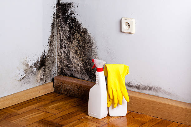 Best Industrial Mold Remediation in Two Rivers, WI