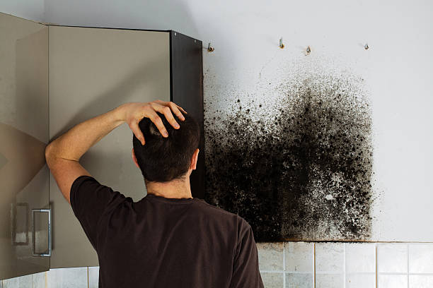 Best Emergency Mold Remediation in Two Rivers, WI