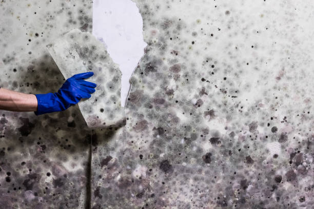 Best White Mold Remediation in Two Rivers, WI