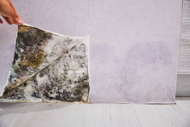 Best Health and Safety Mold Remediation in Two Rivers, WI